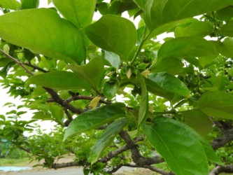 柿のツボミと花