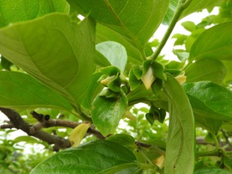 柿のツボミと花