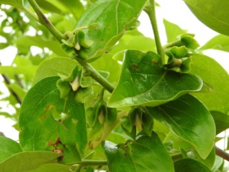 柿のツボミと花