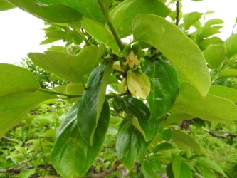 柿のツボミと花