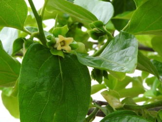 柿のツボミと花