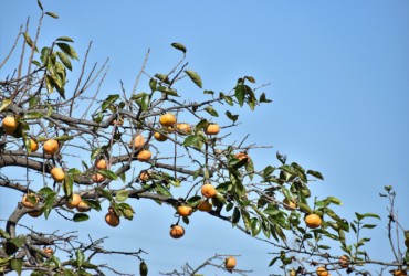 蟹江周辺で見かけた柿の木