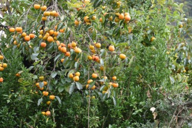 蟹江周辺で見かけた柿の木