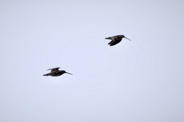 飛翔中のタシギ