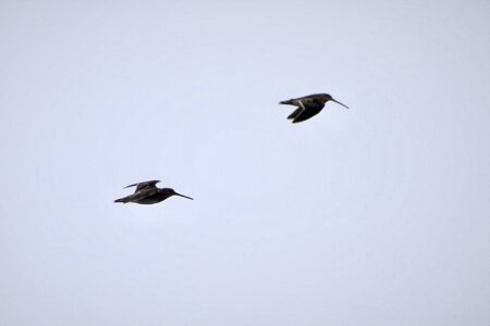 飛翔中のタシギ