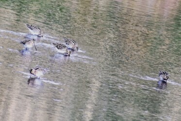 津谷川の集団採餌