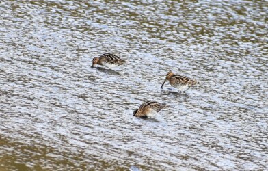 津谷川の集団採餌