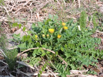 日本タンポポ(総苞がくっついている)