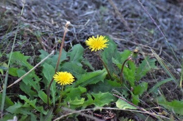 西洋タンポポ(総苞が反り返る)
