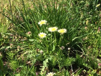 シロバナタンポポ