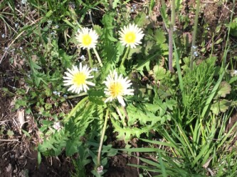 シロバナタンポポ