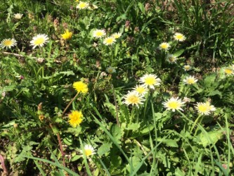 日本タンポポとシロバナタンポポ
