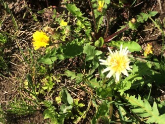 日本タンポポとシロバナタンポポ