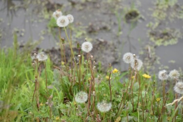 西洋タンポポのワタボウシ