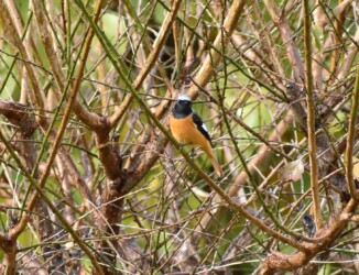 ジョウビタキのオス