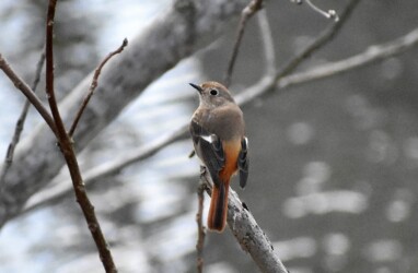 ジョウビタキのメス