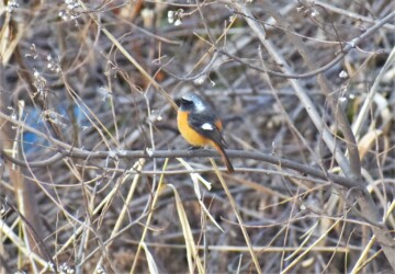 寒さで体を膨らませるオス