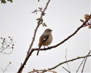 寒さで体を膨らませるメス