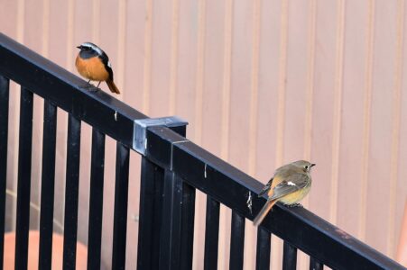 近づくオスとメス