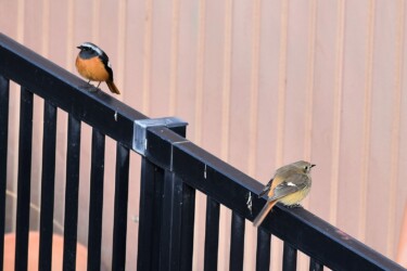 近づくオスとメス