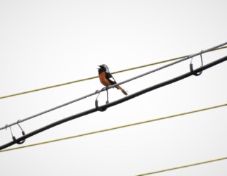 雄叫びをあげるオス