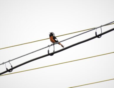雄叫びをあげるオス