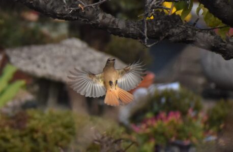 飛び立つメス