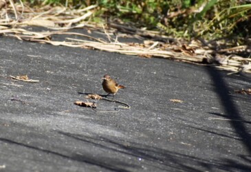 餌をとる、探す