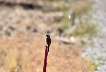 1月2日 ジョウビタキのそばを飛翔
