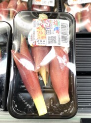 高知産のミョウガ