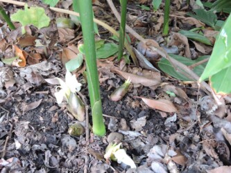 ミョウガの実と花