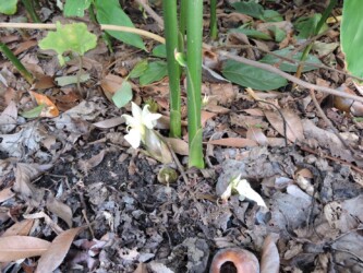 ミョウガの実と花