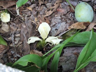 ミョウガの実と花