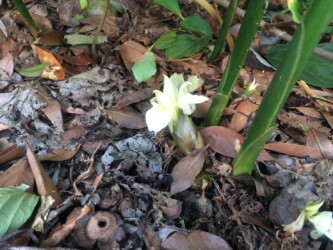 ミョウガの実と花