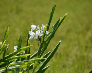 ショウガの花