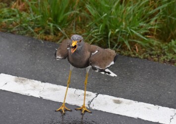 車を威嚇するケリ