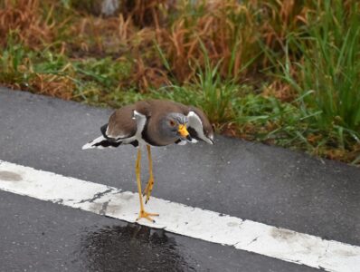 車を威嚇するケリ