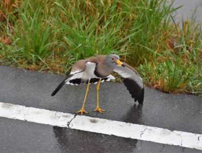 車を威嚇するケリ