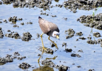 車を威嚇するケリ