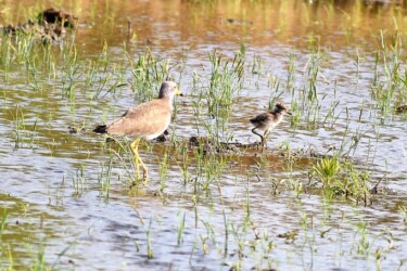 幼鳥を見張るケリの親