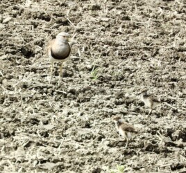 幼鳥を見張るケリの親