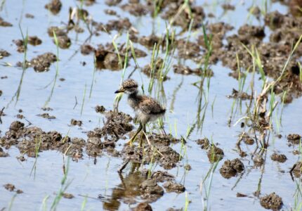 餌を探す幼鳥