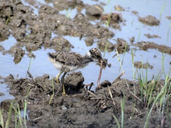 ミミズを捕ったヒナ