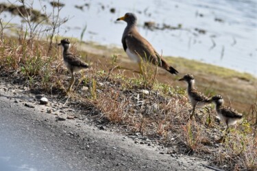 親の後についていく幼鳥