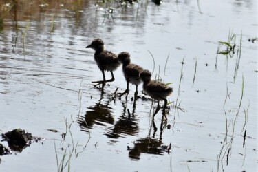 親の後についていく幼鳥