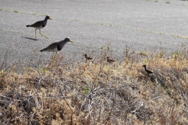 親の後についていく幼鳥
