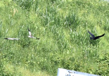 田んぼに来たカラスを2羽で追いかける