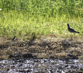 親が警戒音を発する