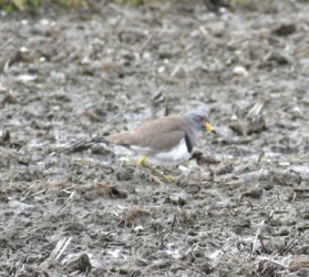 危険を感じたヒナが親に近づく