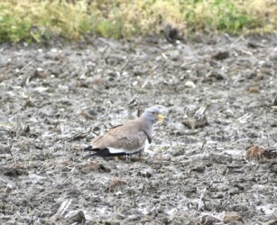 ヒナを抱え込んだ